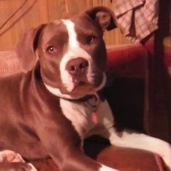 Meet your Posher, Joshua - Picture 1 of 1